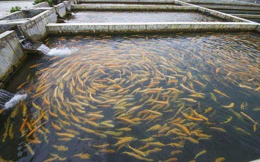 水產(chǎn)養殖控制氨氮的方法