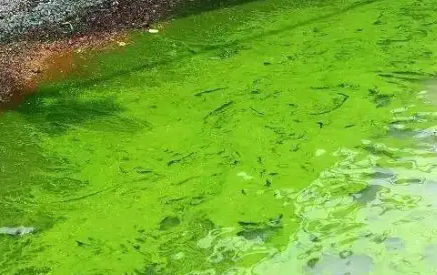 氨氮和總氮的區別